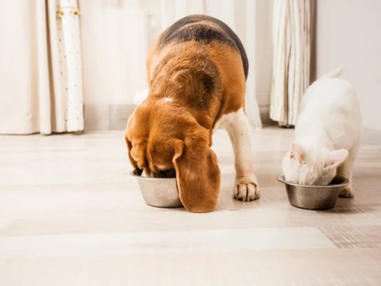 Відкрито реєстрацію на корм для собак і котів від Червоного Хреста