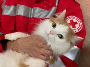 Відкрита реєстрація на отримання кормів для собак та котів від Червоного Хреста